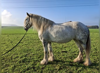 Shire Horse, Stute, 6 Jahre, 175 cm, Apfelschimmel
