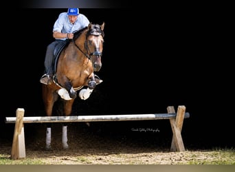 Shire Horse Mix, Stute, 6 Jahre, Falbe