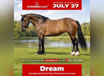 Shire Horse Mix, Stute, 6 Jahre, Falbe