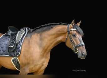 Shire Horse Mix, Stute, 6 Jahre, Falbe