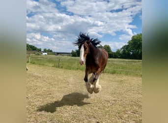 Shire Horse, Stute, 7 Jahre, 170 cm, Brauner