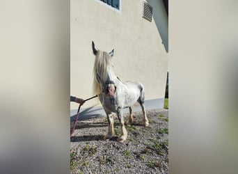 Shire Horse, Stute, 7 Jahre, 171 cm, Schimmel Shire Horse, Stute, 7 Jahre, 171 cm, Schimmel