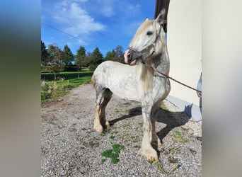 Shire Horse, Stute, 7 Jahre, 171 cm, Schimmel Shire Horse, Stute, 7 Jahre, 171 cm, Schimmel