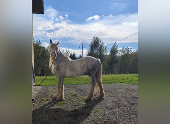 Shire Horse, Stute, 7 Jahre, 171 cm, Schimmel Shire Horse, Stute, 7 Jahre, 171 cm, Schimmel