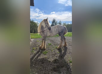 Shire Horse, Stute, 7 Jahre, 171 cm, Schimmel