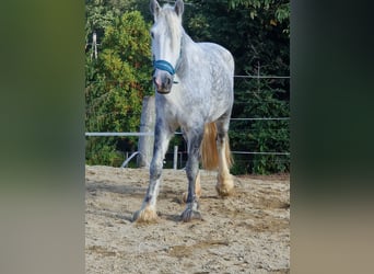 Shire Horse, Stute, 7 Jahre, 173 cm, Apfelschimmel