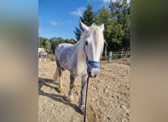 Shire Horse, Stute, 7 Jahre, 173 cm, Apfelschimmel