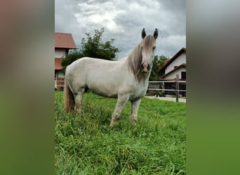 Shire Horse, Stute, 7 Jahre, 173 cm, Schimmel