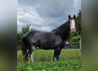 Shire Horse, Stute, 7 Jahre, 180 cm, Roan-Blue