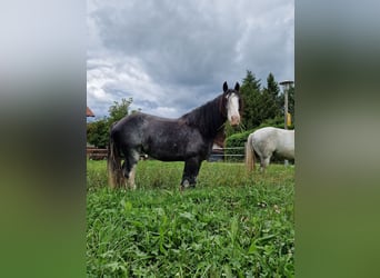 Shire Horse, Stute, 7 Jahre, 180 cm, Roan-Blue