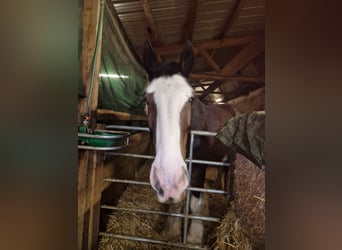 Shire Horse, Stute, 8 Jahre, 170 cm, Brauner