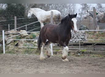 Shire Horse, Stute, 8 Jahre, 170 cm, Brauner