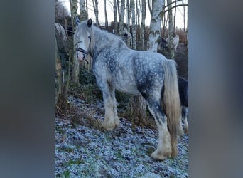 Shire Horse, Stute, 8 Jahre, 171 cm, Schimmel