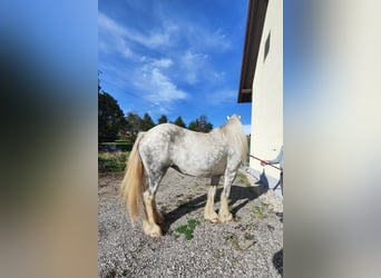 Shire Horse, Stute, 8 Jahre, 171 cm, Schimmel
