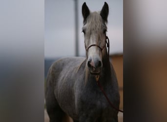 Shire Horse, Stute, 8 Jahre, 173 cm, Apfelschimmel