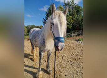 Shire Horse, Stute, 8 Jahre, 173 cm, Apfelschimmel