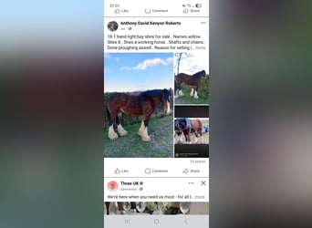 Shire Horse, Stute, 8 Jahre, Rotbrauner