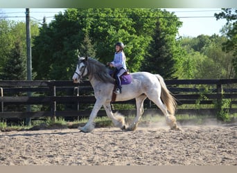 Shire Horse, Stute, 9 Jahre, 168 cm, Sabino
