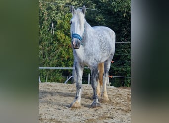 Shire Horse, Stute, 9 Jahre, 173 cm, Apfelschimmel