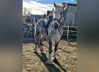 Shire Horse, Stute, 9 Jahre, 173 cm, Apfelschimmel