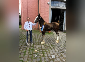 Shire Horse, Stute, Fohlen (04/2026), 145 cm, Rappe