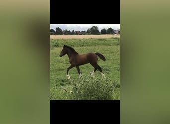 Shire Horse Mix, Stute, Fohlen (04/2026), Brauner