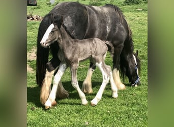 Shire Horse, Stute, Fohlen (05/2026), Rappe