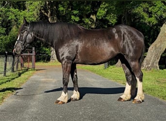 Shire Horse, Wallach, 11 Jahre, 170 cm, Rappe