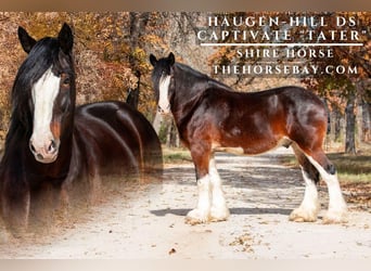 Shire Horse, Wallach, 11 Jahre, 178 cm, Rotbrauner