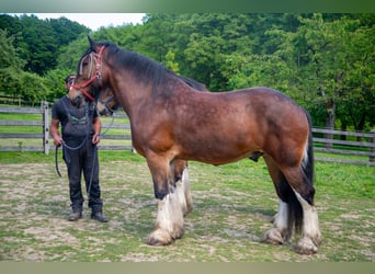 Shire Horse, Wallach, 11 Jahre, 192 cm, Brauner