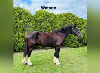 Shire Horse Mix, Wallach, 12 Jahre, 180 cm, Rappe