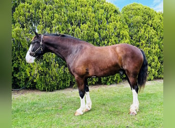 Shire Horse Mix, Wallach, 12 Jahre, 180 cm, Rappe