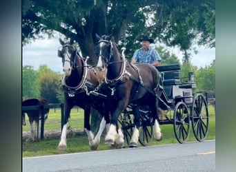 Shire Horse Mix, Wallach, 12 Jahre, 180 cm, Rappe