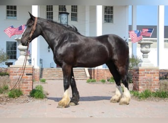Shire Horse, Wallach, 13 Jahre, 173 cm, Rappe