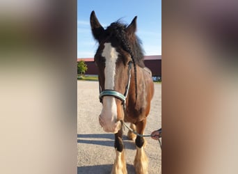 Shire Horse, Wallach, 14 Jahre, 176 cm, Brauner