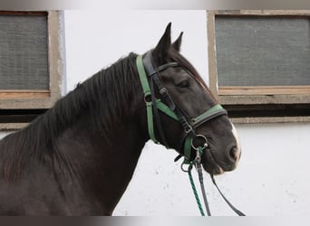 Shire Horse, Wallach, 14 Jahre, 185 cm, Rappe