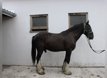 Shire Horse, Wallach, 14 Jahre, 185 cm, Rappe