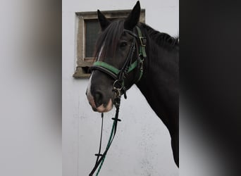 Shire Horse, Wallach, 14 Jahre, 185 cm, Rappe