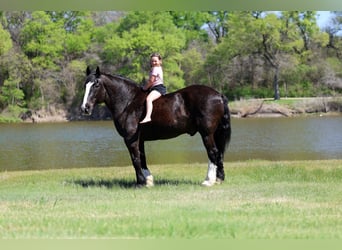 Shire Horse Mix, Wallach, 16 Jahre, 168 cm, Rappe