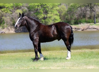Shire Horse Mix, Wallach, 16 Jahre, 168 cm, Rappe