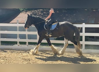 Shire Horse, Wallach, 18 Jahre, 177 cm, Rappe