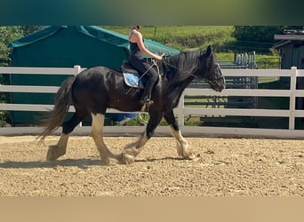 Shire Horse, Wallach, 18 Jahre, 177 cm, Rappe
