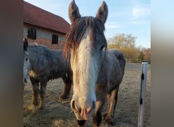 Shire Horse, Wallach, 2 Jahre, 145 cm, Schimmel