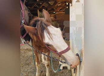 Shire Horse, Wallach, 2 Jahre, 165 cm, Hellbrauner