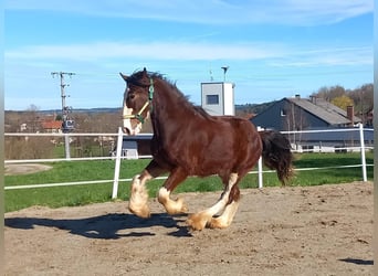 Shire Horse, Wallach, 2 Jahre, 170 cm, Brauner