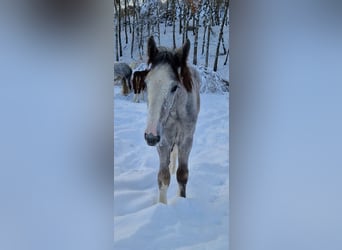 Shire Horse, Wallach, 2 Jahre, 170 cm, Kann Schimmel werden