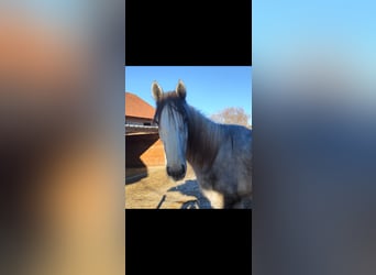 Shire Horse, Wallach, 2 Jahre, 170 cm, Kann Schimmel werden