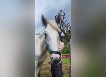 Shire Horse, Wallach, 2 Jahre, 170 cm, Kann Schimmel werden