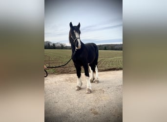 Shire Horse, Wallach, 2 Jahre, 170 cm, Rappe