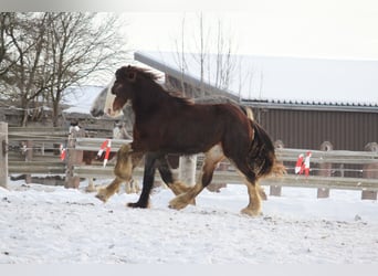 Shire Horse, Wallach, 2 Jahre, 180 cm, Brauner